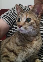 Found/Stray Female Cat last seen Burlington Rd and Rochester St, Homebush, NSW 2140