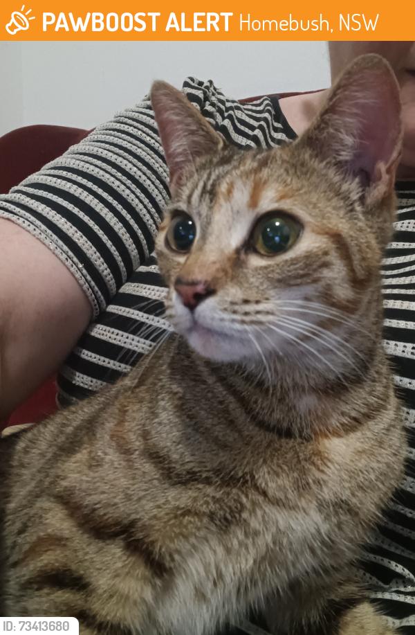 Found/Stray Female Cat last seen Burlington Rd and Rochester St, Homebush, NSW 2140