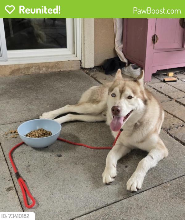 Reunited Male Dog last seen Nutmeg Street, Wildomar, CA 92595