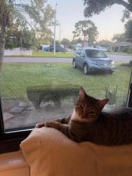 Reunited Female Cat last seen Near street west and 39 th street west, Bradenton, FL 34205