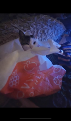 Reunited Female Cat last seen 33rd and Spring Garden, Philadelphia, PA 19104