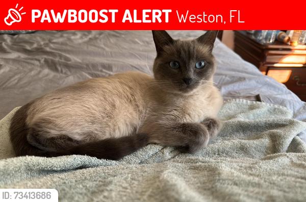 Lost Female Cat last seen Isles of weston, Weston, FL 33332