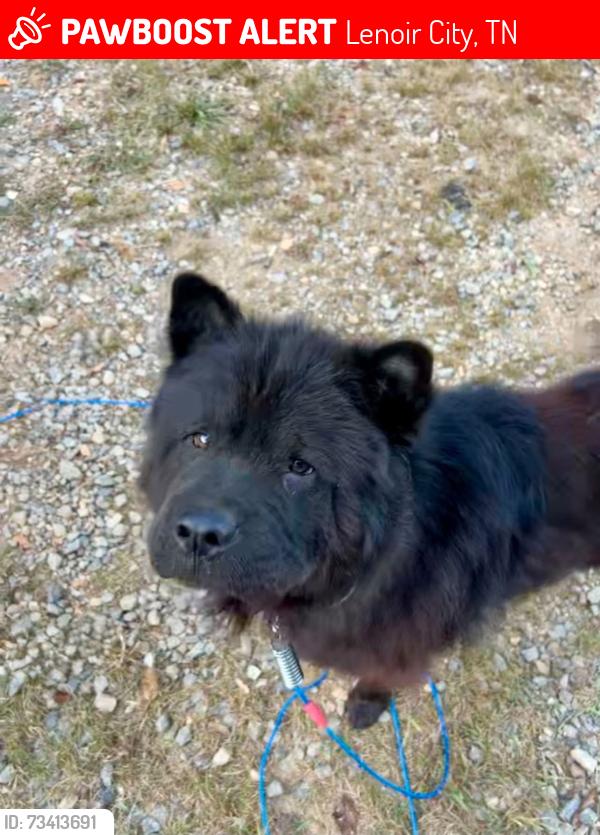 Lost Male Dog last seen Hey 11 Browder Hollow, Lenoir City, TN 37772