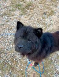 Lost Male Dog last seen Hey 11 Browder Hollow, Lenoir City, TN 37772