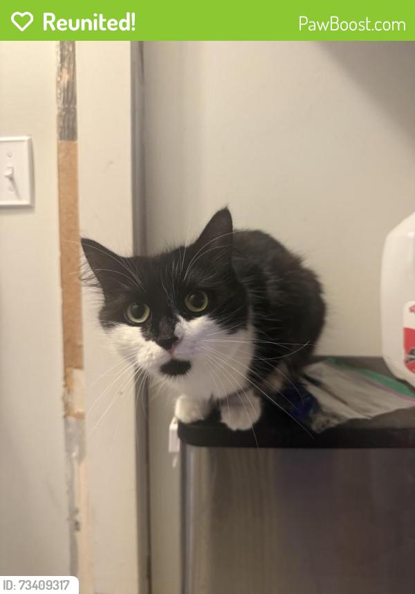 Reunited Female Cat last seen Candia road manchester nh, Manchester, NH 03109