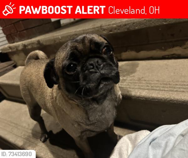Lost Female Dog last seen West 59th on memphis. the street next to burger king, Cleveland, OH 44144