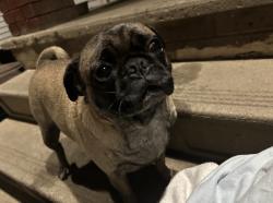 Lost Female Dog last seen West 59th on memphis. the street next to burger king, Cleveland, OH 44144