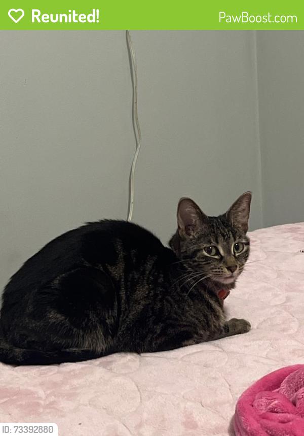 Reunited Female Cat last seen Riemer Reservoir Park, Palatine, IL 60067