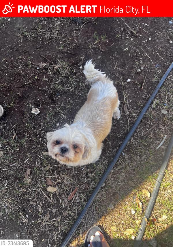 Lost Female Dog last seen Miami community charter school, Florida City, FL 33034