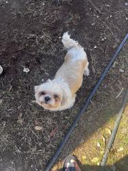 Lost Female Dog last seen Miami community charter school, Florida City, FL 33034