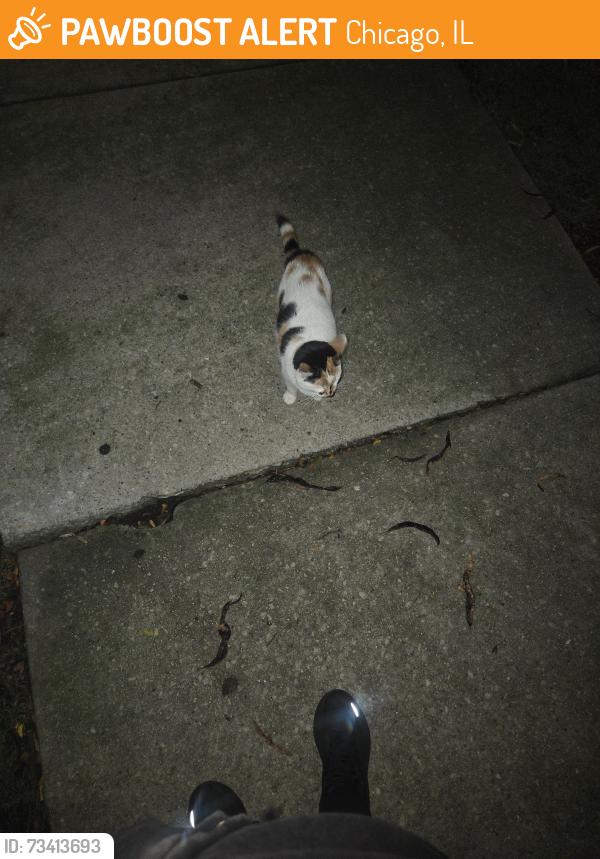 Found/Stray Unknown Cat last seen RML specialty hosp, Chicago, IL 60624