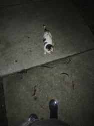 Found/Stray Unknown Cat last seen RML specialty hosp, Chicago, IL 60624
