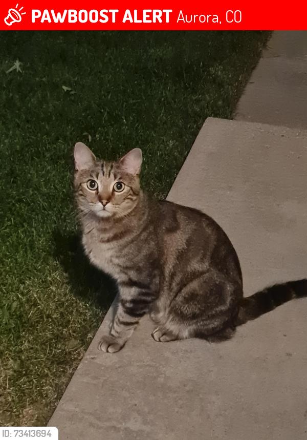 Lost Male Cat last seen AMHERST, Aurora, CO 80013