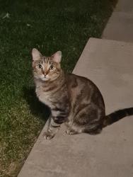 Lost Male Cat last seen AMHERST, Aurora, CO 80013