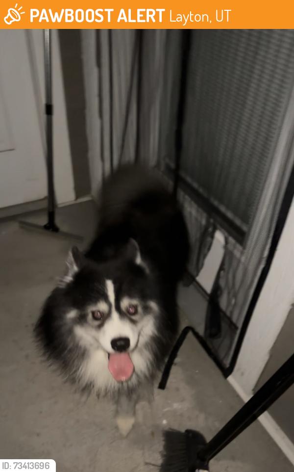 Found/Stray Male Dog last seen Sterling Point apmts, Layton, UT 84041