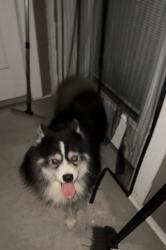 Found/Stray Male Dog last seen Sterling Point apmts, Layton, UT 84041