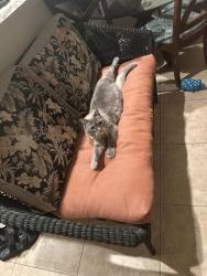 Reunited Female Cat last seen Circle K on Skyline by Neighboorhood Road Walmart, Cape Coral, FL 33991