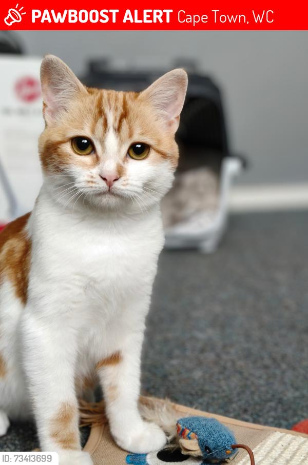 Lost Female Cat last seen Vredekloof Primary School, Cape Town, WC 7560