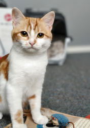 Lost Female Cat last seen Vredekloof Primary School, Cape Town, WC 7560