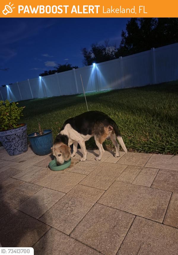 Found/Stray Male Dog last seen Ashley Pointe Dr and Campbell, Lakeland, FL 33810