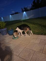 Found/Stray Male Dog last seen Ashley Pointe Dr and Campbell, Lakeland, FL 33810