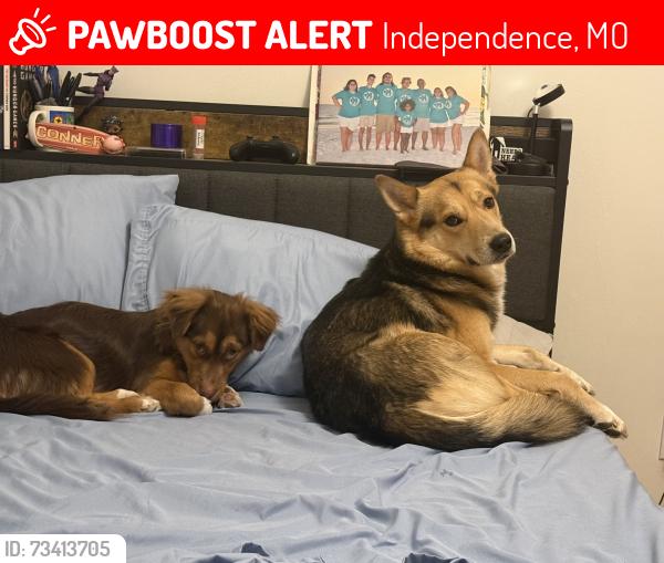 Lost Male Dog last seen Truman & Appleton Ave, Independence, MO 64052