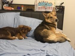 Lost Male Dog last seen Truman & Appleton Ave, Independence, MO 64052