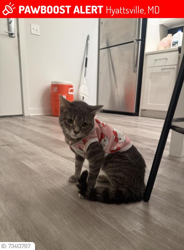 Lost Female Cat last seen Margaux apmts, Stella apmts, Hyattsville, MD 20785