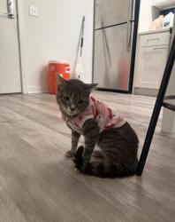 Lost Female Cat last seen Margaux apmts, Stella apmts, Hyattsville, MD 20785