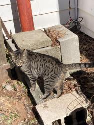 Lost Male Cat last seen Preston Corners Subdivision, Shelby Township, MI 48315