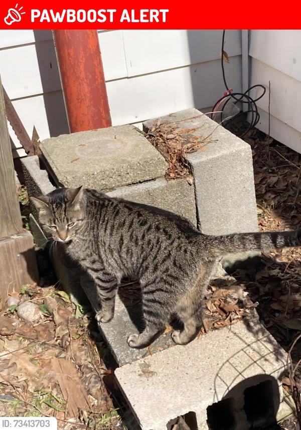 Lost Male Cat last seen Preston Corners Subdivision, Shelby Township, MI 48315