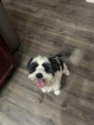 Found/Stray Male Dog last seen Camino al Norte & Washburn, North Las Vegas, NV 89031