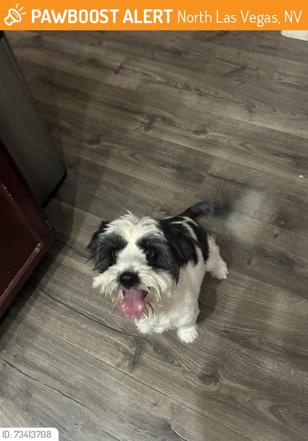 Found/Stray Male Dog last seen Camino al Norte & Washburn, North Las Vegas, NV 89031