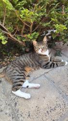 Reunited Male Cat last seen The cressinghams, Epsom High Street, The Parade, Heathcote Road, Surrey, England 