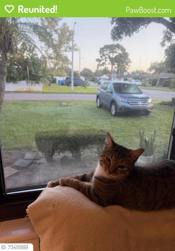 Reunited Female Cat last seen Near street west and 39 th street west, Bradenton, FL 34205
