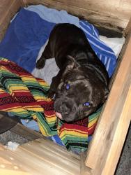 Reunited Male Dog last seen Fruitvale and foothill, Oakland, CA 94601