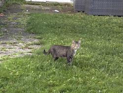 Found/Stray Unknown Cat last seen Preble High School, Green Bay, WI 54302