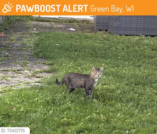 Found/Stray Unknown Cat last seen Preble High School, Green Bay, WI 54302