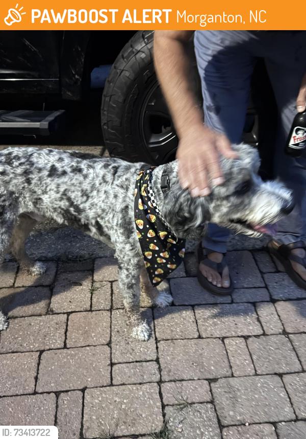 Found/Stray Male Dog last seen Bethel park, Morganton, NC 28655