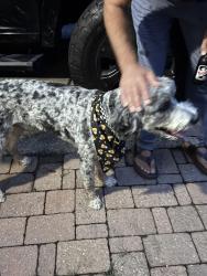 Found/Stray Male Dog last seen Bethel park, Morganton, NC 28655