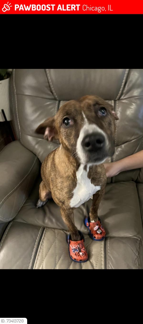 Lost Female Dog last seen Near Marquette, Chicago, IL 60636