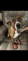 Lost Female Dog last seen Near Marquette, Chicago, IL 60636