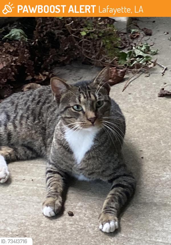 Found/Stray Male Cat last seen End of Lyons Street, Lafayette, LA 70506