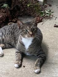 Found/Stray Male Cat last seen End of Lyons Street, Lafayette, LA 70506