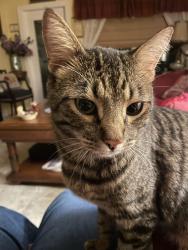 Lost Male Cat last seen Kitty corner from green mosque behind 5th ave, Boca Raton, FL 33431