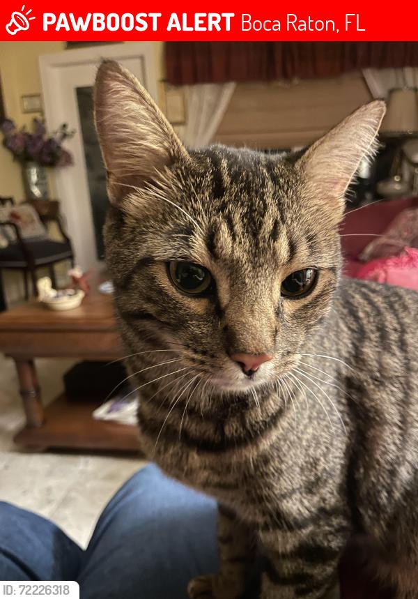 Lost Male Cat last seen Kitty corner from green mosque behind 5th ave, Boca Raton, FL 33431
