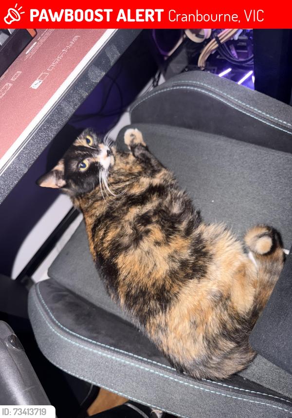 Lost Female Cat last seen Valepark Crescent Reserve, Cranbourne, VIC 3977