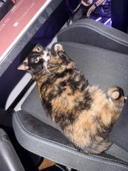 Lost Female Cat last seen Valepark Crescent Reserve, Cranbourne, VIC 3977