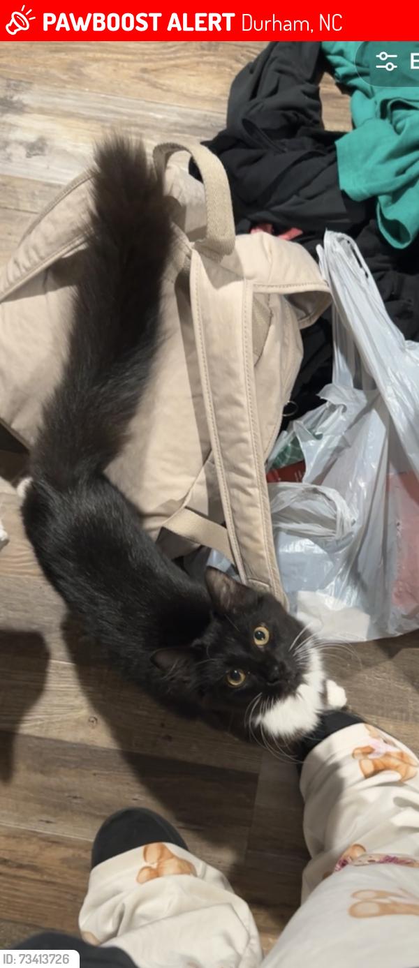 Lost Male Cat last seen ventoria rd goodwin rd, Durham, NC 27712