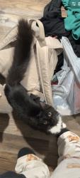 Lost Male Cat last seen ventoria rd goodwin rd, Durham, NC 27712